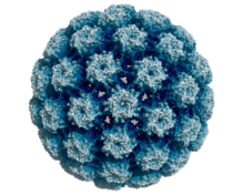Photo virus HPV